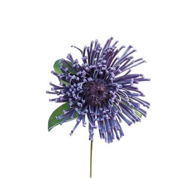 Leucospermum Protea décoratif ISLARTINA, lilas foncé, 75cm