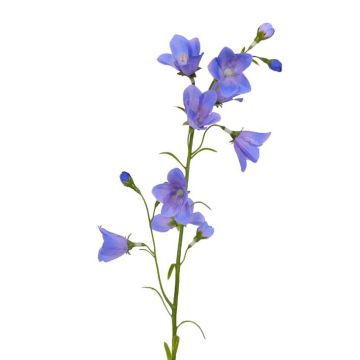 Fleur artificielle Campanule GISELA, bleu, 65cm, Ø5cm