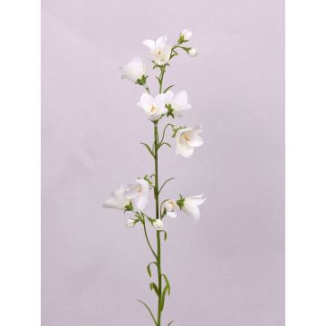 Fleur artificielle Campanule GISELA, blanc, 65cm, Ø5cm