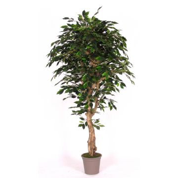 Ficus Benjamina en mousse synthétique YANEXY, troncs naturels, vert, 200cm - Made in Italy