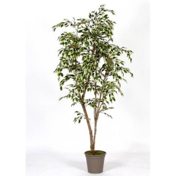 Ficus Benjamina artificiel LISEROSE, troncs en bois véritable, vert-blanc, 210cm - Made in Italy