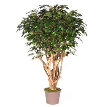 Ficus Benjamina en plastique MICHELE, tronc en bois véritable, vert, 200cm - Made in Italy