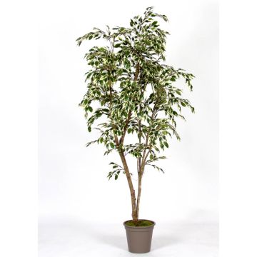 Ficus Benjamina artificiel LISEROSE, troncs en bois véritable, vert-blanc, 180cm - Made in Italy
