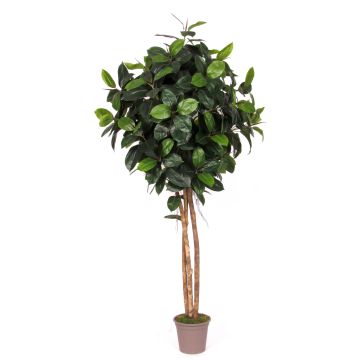 Caoutchouc décoratif LENELOTTE, troncs naturels, vert, 225cm - Made in Italy