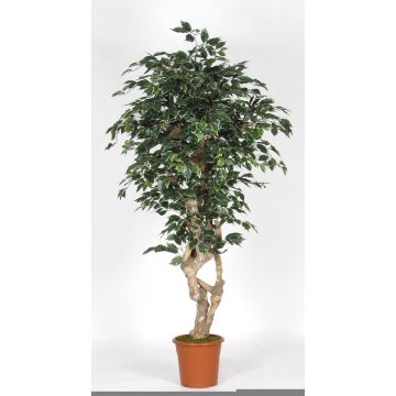Ficus Benjamina synthétique SILENO, tronc en bois véritable, vert-blanc, 175cm - Made in Italy
