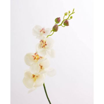 Orchidée Phalaenopsis artificielle DAJANA, crème-blanc, 90cm