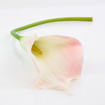 Fleur artificielle Calla TERESA, blanc-rose, 70cm, 10x18cm