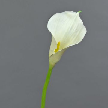 Fleur artificielle Calla TERESA, crème, 70cm, 10x18cm