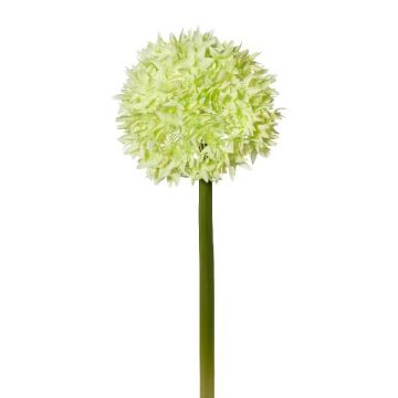 Fleur artificielle Allium WANDENY, crème-vert, 65cm