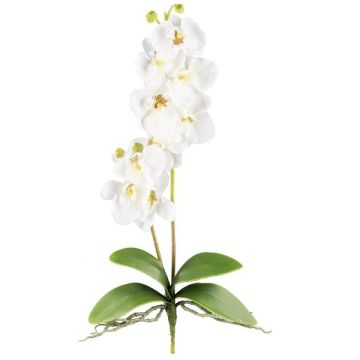 Orchidée Phalaenopsis artificielle MORLEK, piquet, racines, crème, 60cm