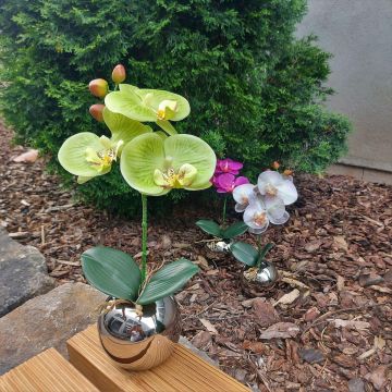 Fleur décorative Orchidée Phalaenopsis NAPIRAI avec un cache-pot, crème-vert, 30cm