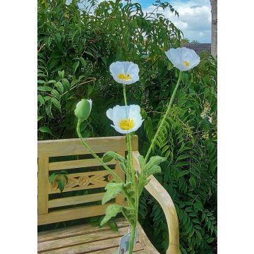 Fausse branche fleurie Pavot OXANDRINE, crème-blanc, 60cm