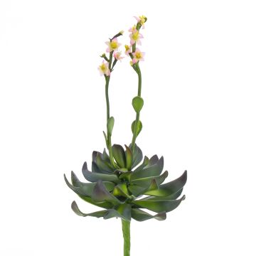 Succulente artificielle Aeonium CHARLIZE, fleuri, piquet, rose, 30cm