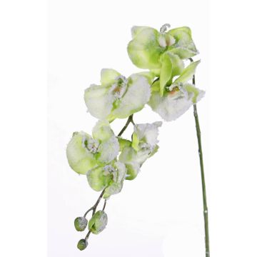 Fausse fleur Orchidée MYRIA, neige, vert, 75cm