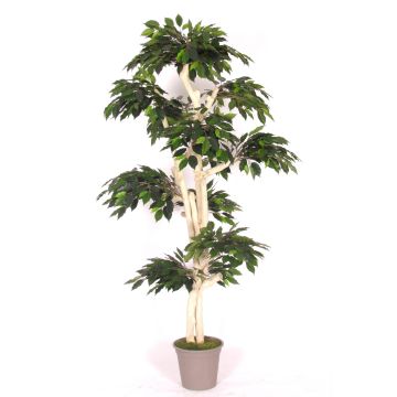 Ficus Benjamina décoratif YAIZA, tronc en bois véritable, vert, 185cm - Made in Italy