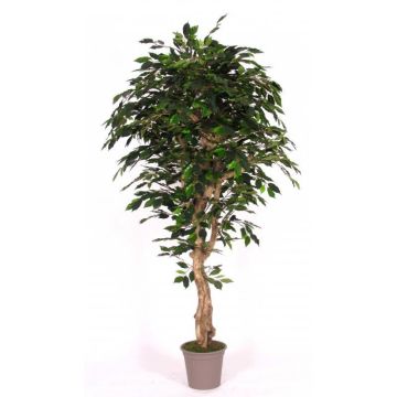 Ficus Benjamina en mousse synthétique YANEXY, troncs naturels, vert, 175cm - Made in Italy