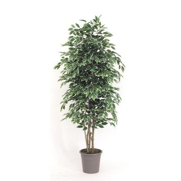 Ficus Benjamina artificiel KONRADE, troncs en bois véritable, vert-blanc, 300cm - Made in Italy