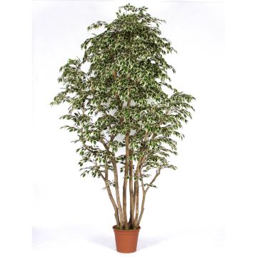 Ficus Benjamina décoratif MIMITIGO, troncs en bois véritable, vert-blanc, 250cm - Made in Italy