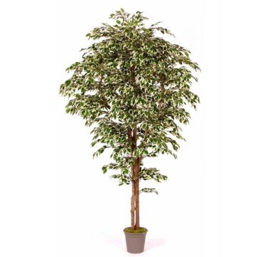 Arbre artificiel Ficus Benjamina LINETTE, troncs naturels, vert-blanc, 225cm - Made in Italy