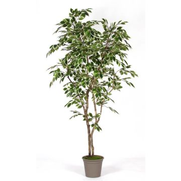 Ficus Benjamina artificiel BASILIO, troncs en bois véritable, vert-blanc, 210cm - Made in Italy