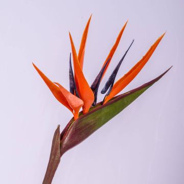 Fleur décorative oiseau de paradis ALLISSA, orange-violet, 90cm, 17x24cm