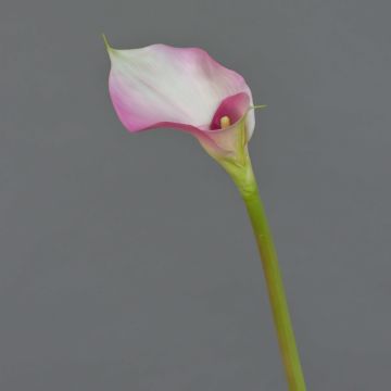 Calla artificiel MARIOLA, rose-blanc, 80cm, 8x15cm