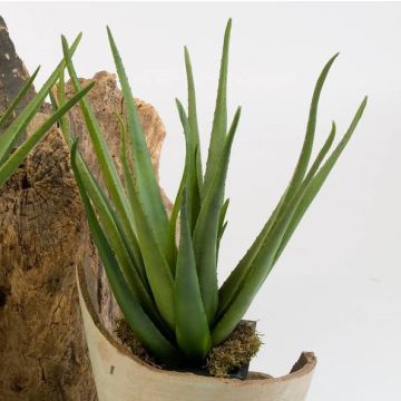 Aloe Vera artificiel AMIRA à planter, vert, 60cm, Ø35cm