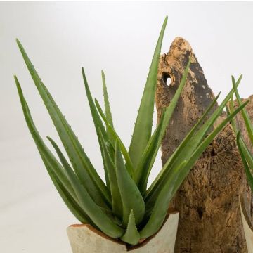 Aloe Vera artificiel AMIRA à planter, vert, 70cm, Ø50cm