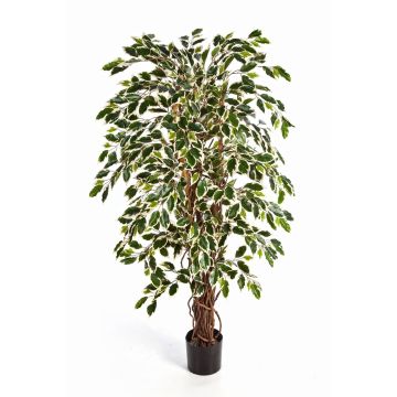 Ficus Benjamini artificiel JARLAN, troncs véritables, vert-blanc, 120cm