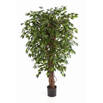Ficus Benjamini artificiel DAKU, troncs naturels, vert, 90cm
