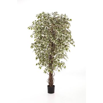 Ficus Benjamini artificiel DAKU, troncs naturels, vert-blanc, 120cm