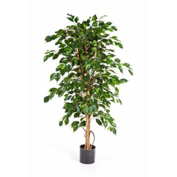 Ficus Benjamina synthétique THIAGO, troncs naturels, vert, 120cm