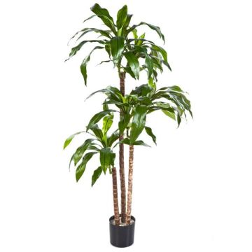 Arbre décoratif Dracaena Fragrans LAURA, troncs véritables, vert, 120cm