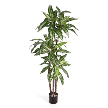 Arbre décoratif Dracaena Fragrans LAURA, troncs véritables, vert-blanc, 120cm
