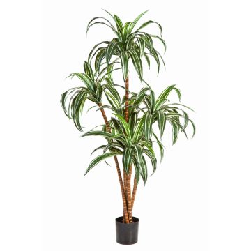 Arbre artificiel Dracaena Fragrans JALA, troncs véritables, vert-blanc, 120cm