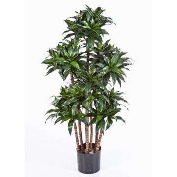 Dracaena artificiel DOMINGO, troncs naturels, vert, 120cm