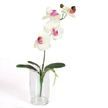 Fausse orchidée Phalaenopsis MADOU, à planter, blanc-rose, 40cm