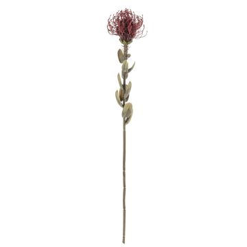 Fleur décorative Leucospermum Protea URMINE, aspect sec, rouge bourgogne, 60cm