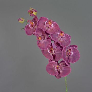 Branche fleurie artificielle Orchidée Phalaenopsis WESA, violet foncé-blanc, 100cm