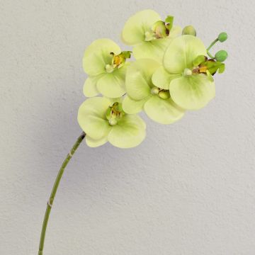 Fausse fleur orchidée Phalaenopsis EMILIA, crème-vert, 60cm
