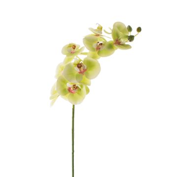 Fausse orchidée Phalaenopsis OPHELIA, vert-rose, 100cm