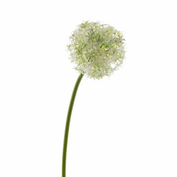 Allium artificiel SAMARA, crème, 75cm, Ø12cm