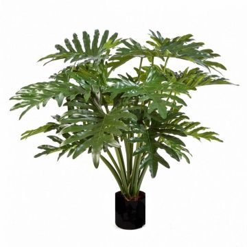 Plante décorative Philodendron Selloum LAINA, 90cm