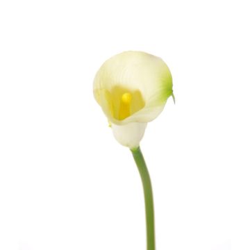 Fleur artificielle Calla CHIDORA, crème, 55cm, 5x6cm