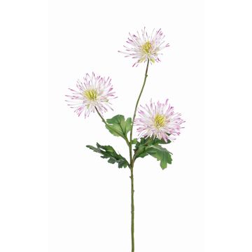Chrysanthème décoratif SOLVIE, blanc-rose, 70cm, Ø10cm