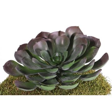 Succulente artificielle Aeonium BARBARA à planter, rouge-vert, 15cm, Ø25cm