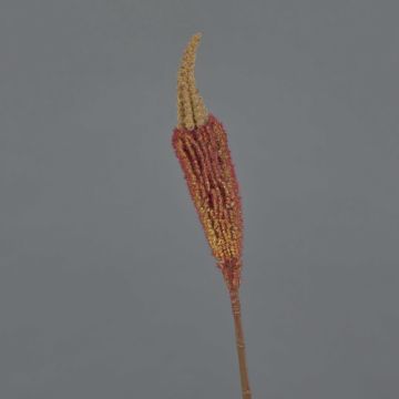 Fausse fleur Bulbinella TALUNA, brun-orange, 65cm, Ø6cm