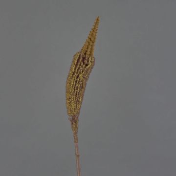 Fausse fleur Bulbinella TALUNA, marron clair, 65cm, Ø6cm