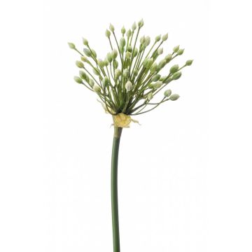 Allium ornemental artificiel KATYNA, crème, 70cm