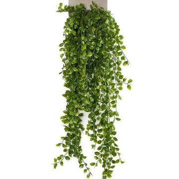 Figuier rampant décoratif BASQUIAT à planter, 80cm